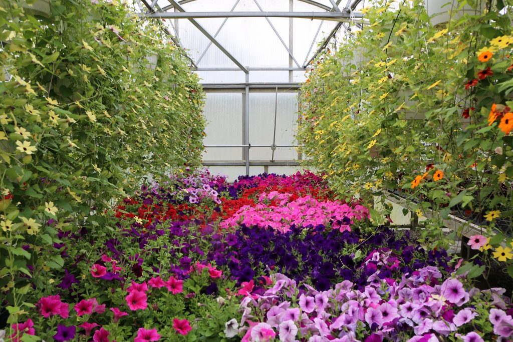 Read more about the article Bengert Greenhouses