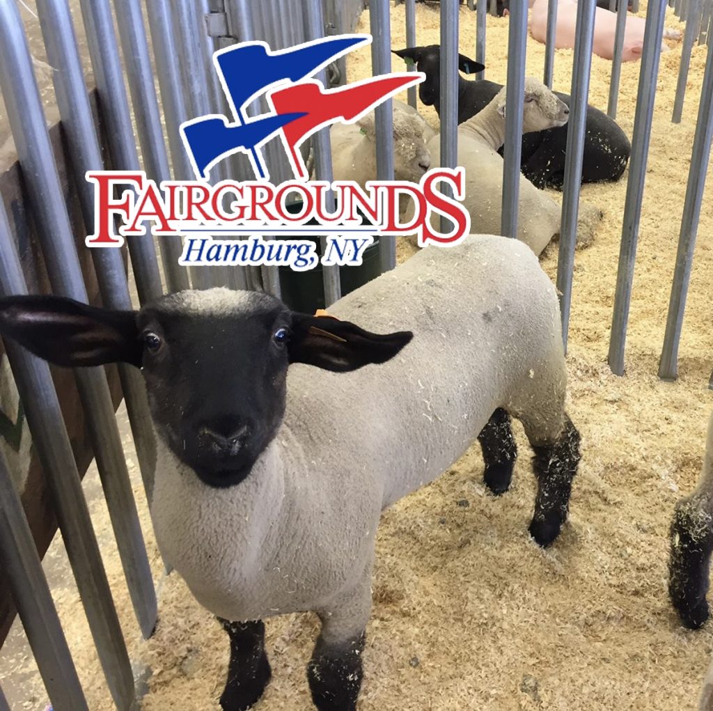 Read more about the article Hamburg Fairgrounds