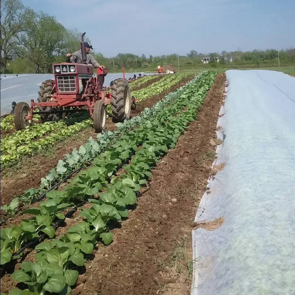 Read more about the article Root Down Farm