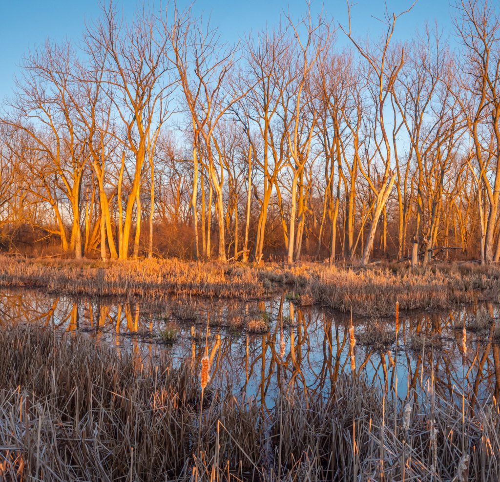 Read more about the article Tifft Nature Preserve