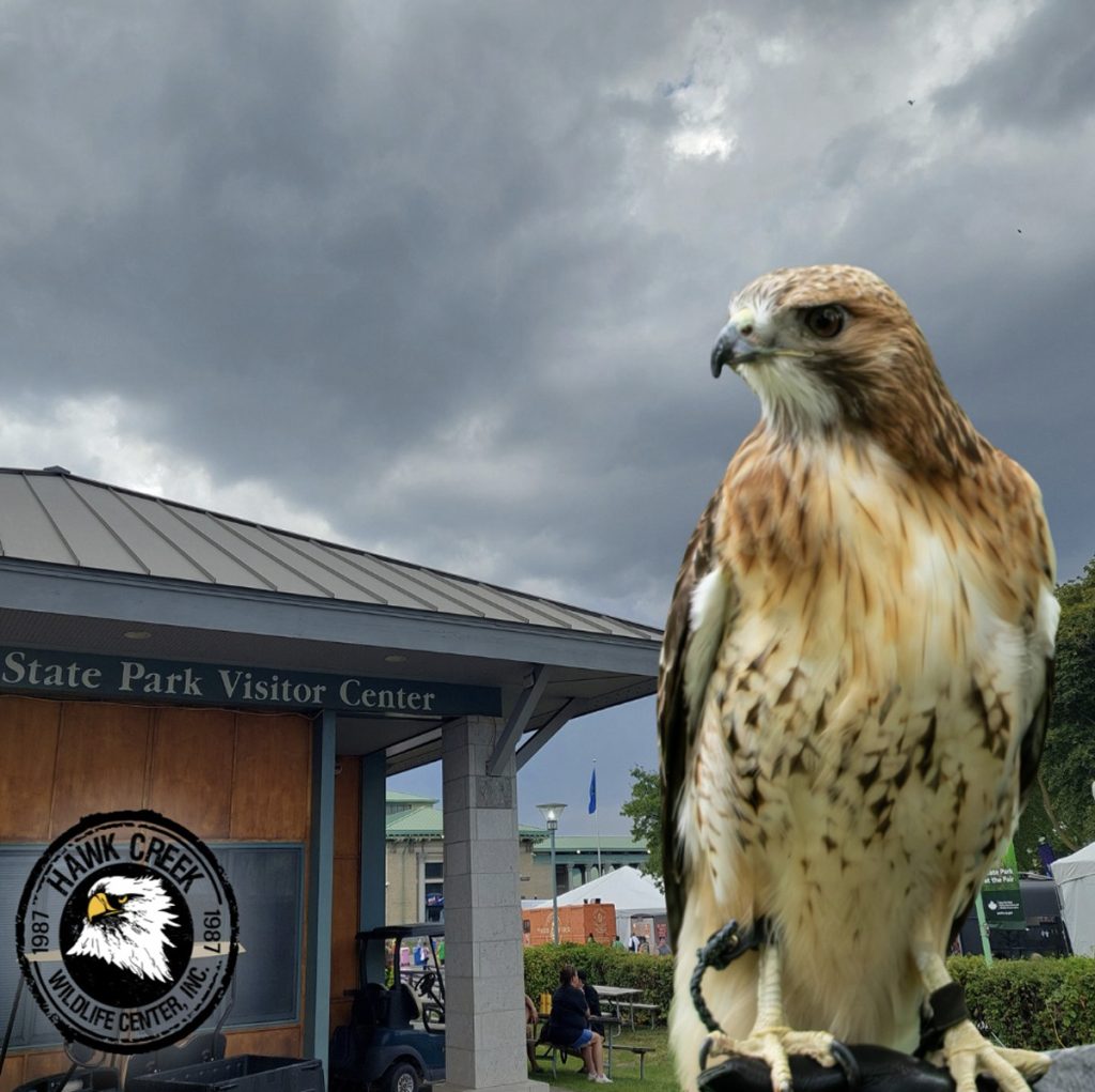 Read more about the article Hawk Creek Wildlife Center, Inc.