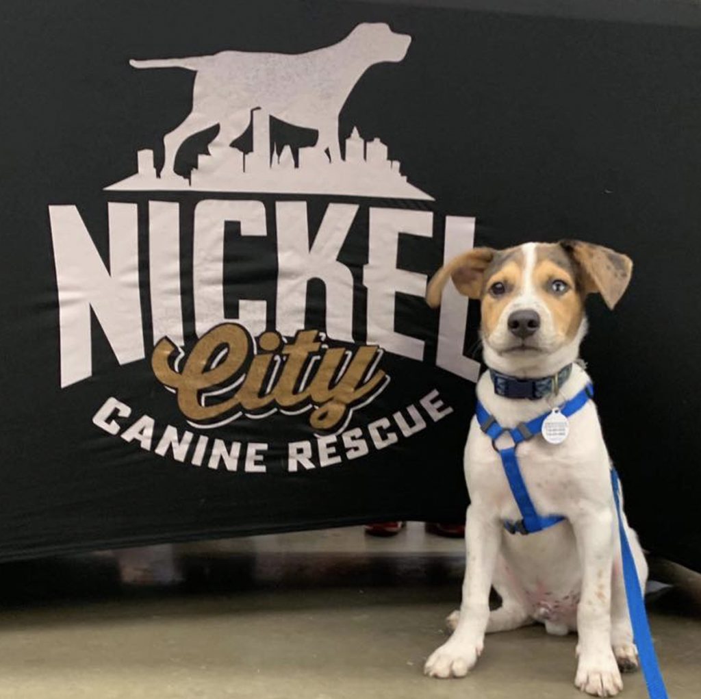 Read more about the article Nickel City Canine Rescue